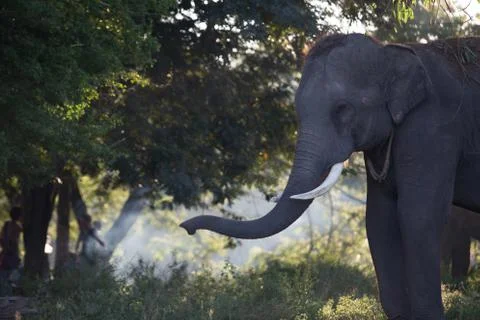 Asian elephant Foto stock