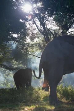 Asian elephant Stock Photos