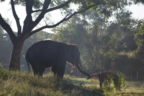 Asian elephant Stock Photos