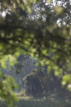 Asian elephant Stock Photos