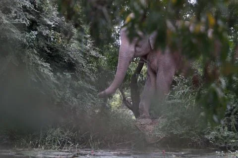 Asian elephant Stock-Fotos