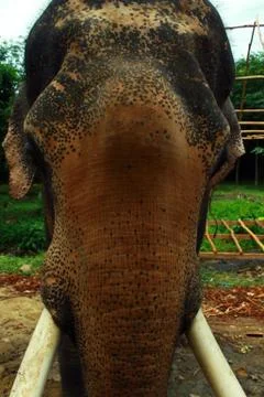 Asian Elephant Foto stock