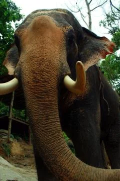 Asian Elephant Foto stock