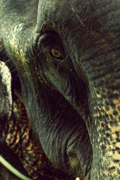 Asian Elephant 스톡 사진