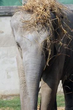 Asian Elephant Stock Photos