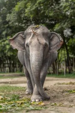 Asian Elephant Stock Photos