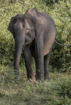 Asian elephant Stock Photos