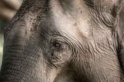 Asian elephant Stock Photos