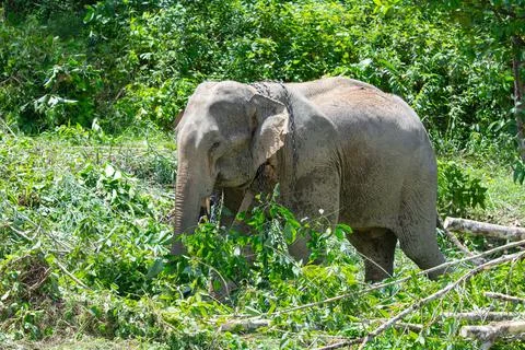 Asian Elephant Stock Photos