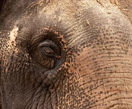 An asian elephant Stockfoto's