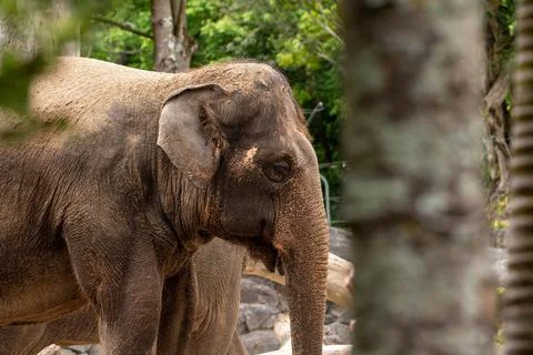 An asian elephant Stock Photos