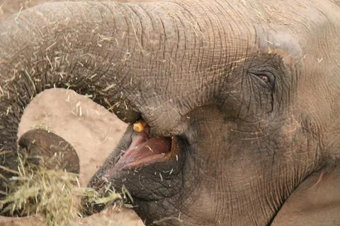 Asian Elephant. Stock Photos