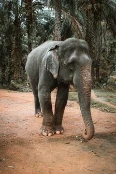 Asian elephant Stock Photos