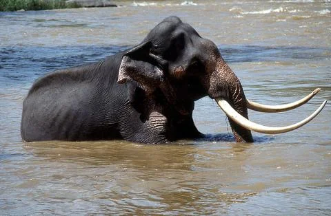 Asian Elephant Stock Photos
