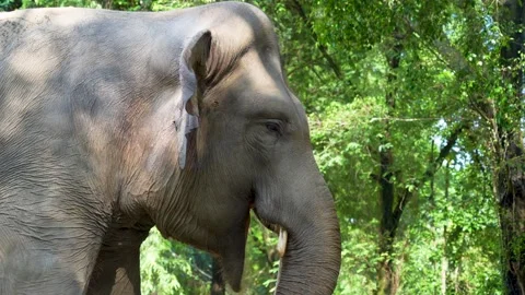 An Asian elephant playing with its trunk, showing an expression of playfulness. Stock Footage 329282756