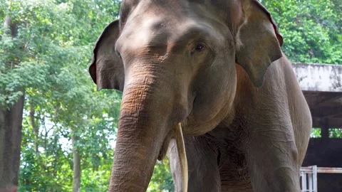 An Asian elephant playing with its trunk, showing an expression of playfulness. Stock Footage 329283080