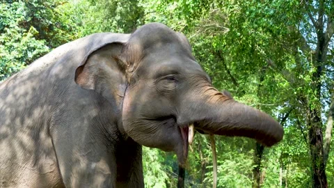 An Asian elephant playing with its trunk, showing an expression of playfulness. Stock Footage 329283097