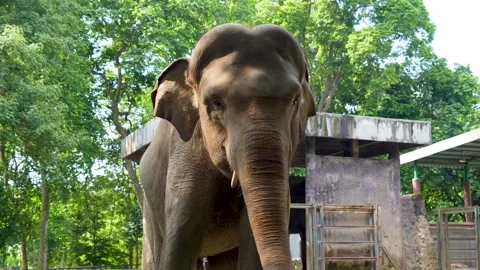 An Asian elephant playing with its trunk, showing an expression of playfulness. Stock Footage 329283098