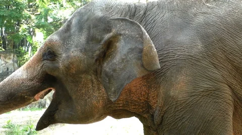 Asian Elephant profile Stock Footage 68693460