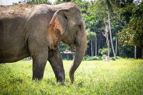 Asian Elephant Profile View Stock Photos