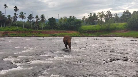 Asian elephant on the river Stock Footage 260178386