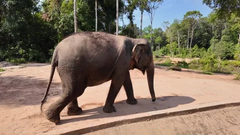 Asian Elephant Roaming in Forest Clearing Stock Footage 264811681