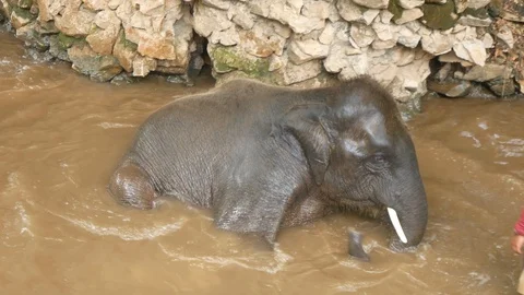 Asian Elephant Taking a Bath in a River Stock Footage 124142797