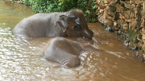 Asian Elephant Taking a Bath in a River Stock Footage 124142957