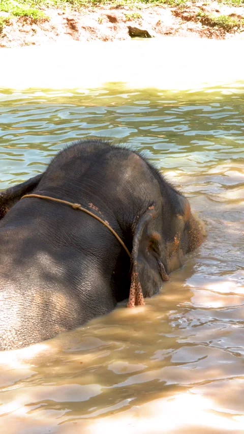 Asian Elephant Taking a Mud Bath in a Sanctuary Pond Stock Footage 329083340