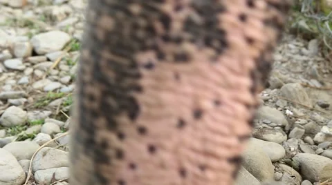 Asian elephant trunk close up Stock Footage 65776888