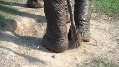 Asian elephant walking, close up Stock Footage 158864704