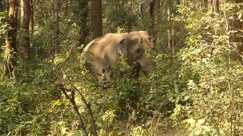 Asian elephant walking in forest 스톡 동영상 118877209
