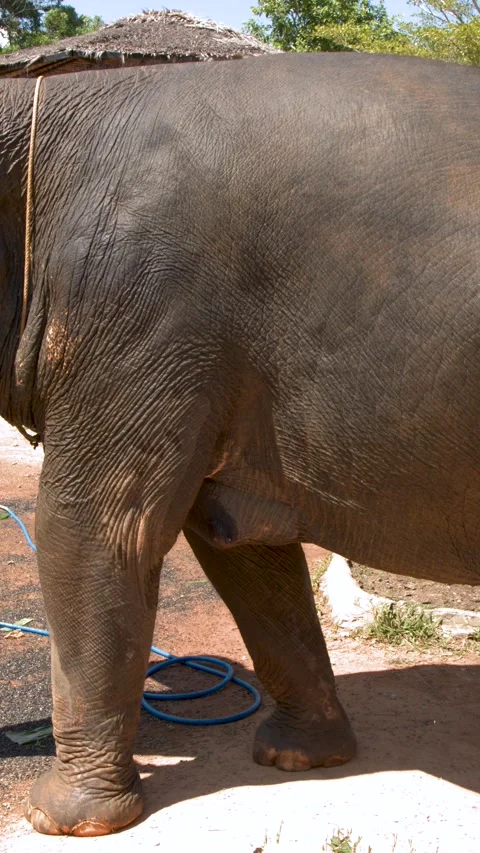 Asian Elephant Walking Past Camera at a Sanctuary in Phuket Thailand Stock-Footage 329345777