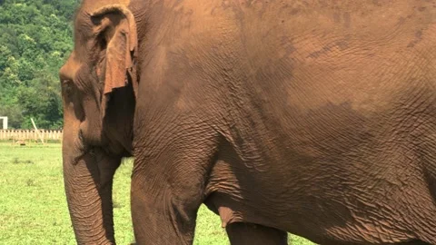Asian Elephant Walking in the wild Stock Footage