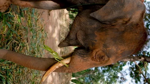 Asian Elephant Wiggling Eating Corn Leaves at Ethical Sanctuary in Thailand 스톡 동영상 341689685