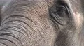Asian Elephants closeup facial expression while feeding HD Footage