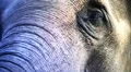 Asian Elephants closeup facial expression colorfx HD Footage