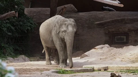 Asian Elephants (Elephas maximus) Stock Footage 97830172