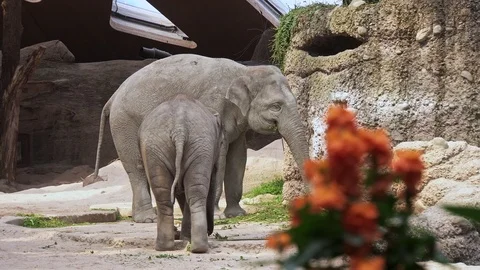 Asian Elephants (Elephas maximus) Stock Footage 97830523
