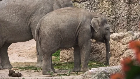Asian Elephants (Elephas maximus) Stock Footage 97830740