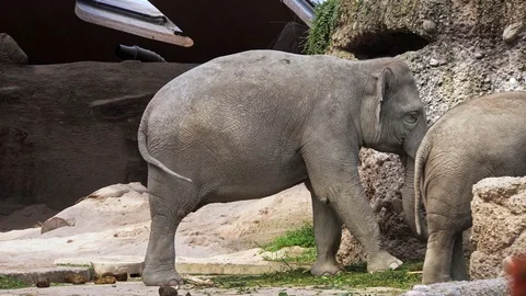 Asian Elephants (Elephas maximus) Stock Footage 97831436