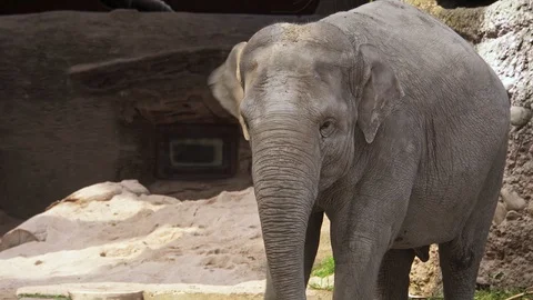 Asian Elephants (Elephas maximus) Stock Footage 97831698