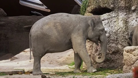 Asian Elephants (Elephas maximus) Stock Footage 97832088