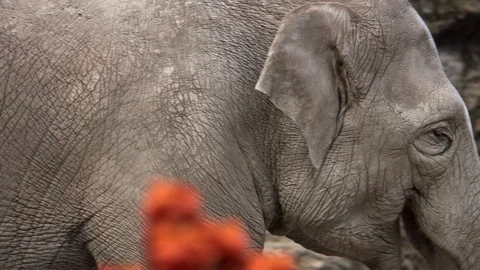 Asian Elephants (Elephas maximus) Stock Footage 97832178