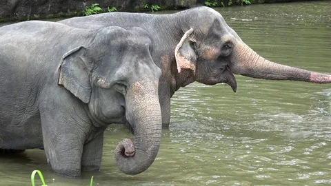 The Asian elephants (Elephas maximus) play in water Stock Footage 87232829