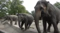 Asian Elephants feeding in animal park HD Footage