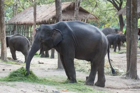 Asian elephants. Stock Photos