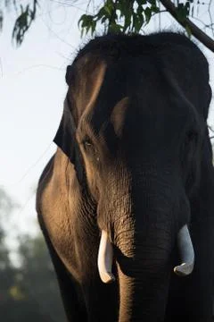 Asian elephant's Stock Photos