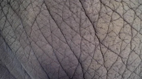 ASIAN ELEPHANTS SKIN TEXTURE PATTERN EPIDERMIS Video stock 47830404