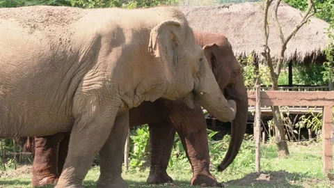 Asian Elephants in the Wild Video stock 135948006